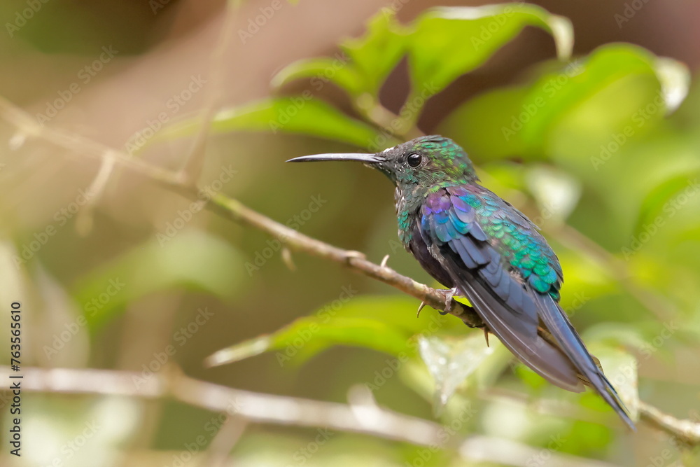 Fototapeta premium Velvet-purple Coronet (Boissonneaua jardini) Ecuador