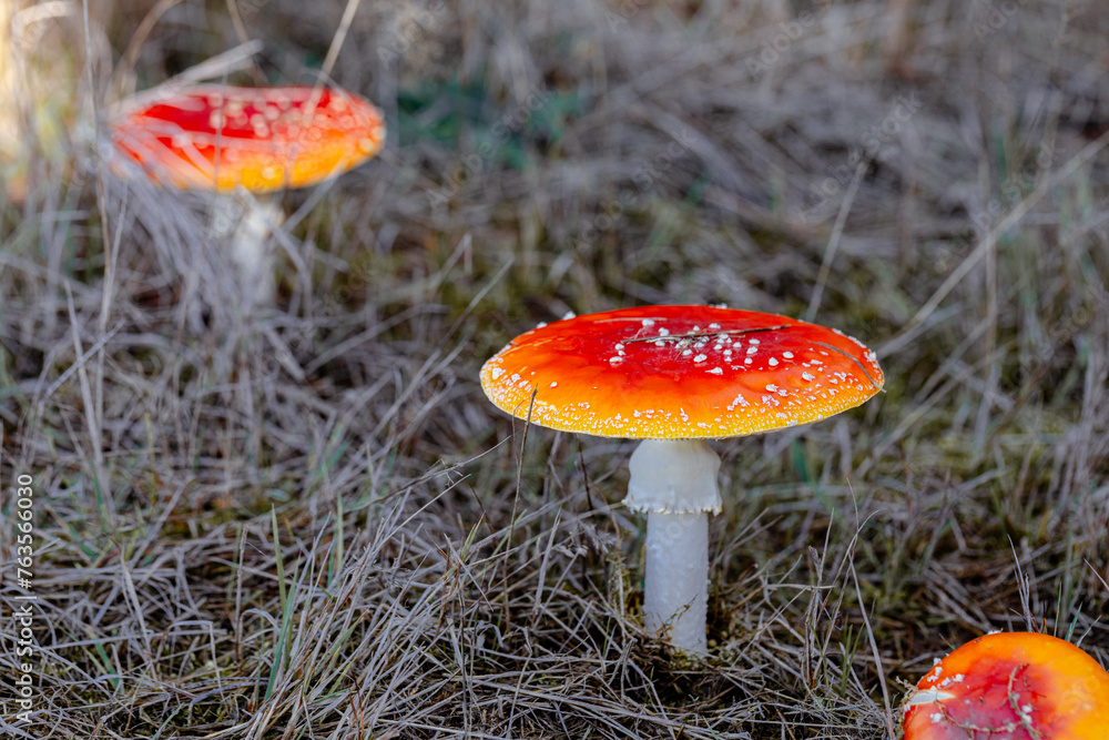 Fly Agaric or Amanita Muscaria Mushroom. Amanita mushrooms with white dots close-up in the forest. Fly Agaric or Amanita Muscaria Mushroom. Amanita mushrooms with white dots close-up in the forest.