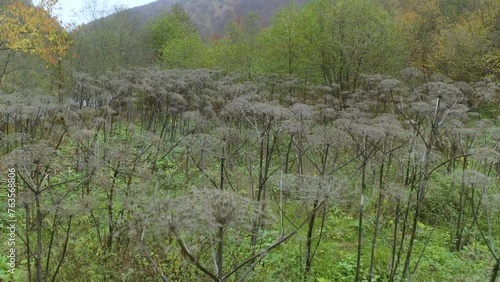 Sosnovsky's hogweed is a dangerous plant of the collective farm period, 