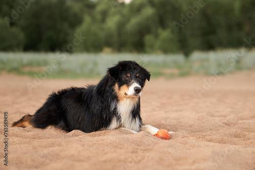 A black and white Australian Shepherd dog lies on the sand with a toy, its gaze fixed attentively off-camera
