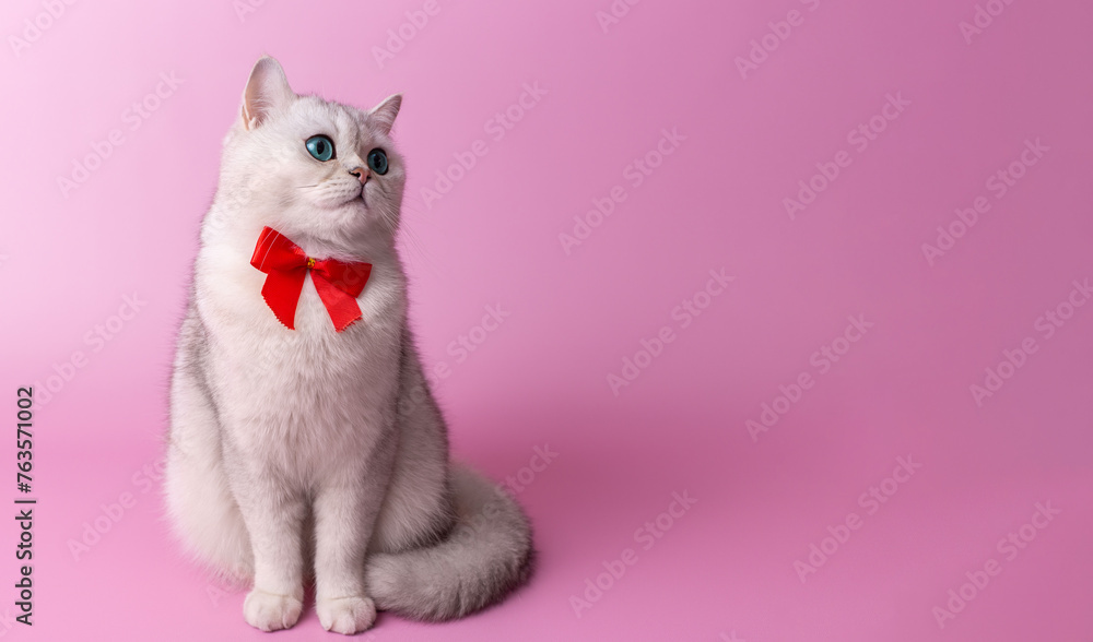Lovely white British cat, with a red bow on her chest, sitting on a pink background,looking away
