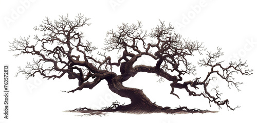 An old, twisted tree, its intricate branches rendered in deep brown and black ink, strikingly contrasted, isolated on white background
