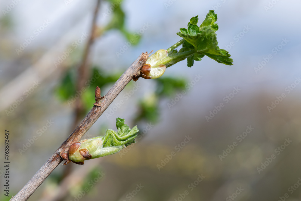Close up of buds emerging on a European gooseberry (ribes uva-crispa) bush Close up of buds emerging on a European gooseberry (ribes uva-crispa) bush