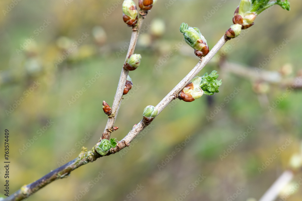 Close up of buds emerging on a European gooseberry (ribes uva-crispa) bush