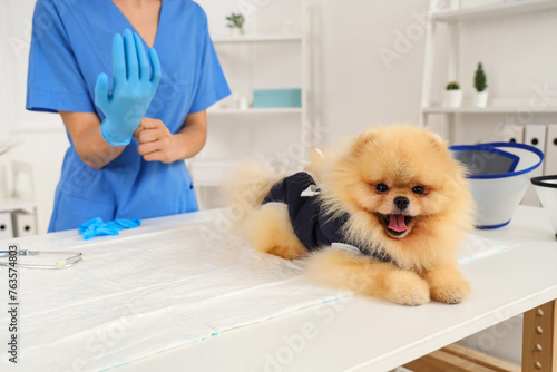 Pomeranian dog wearing recovery suit after sterilization on table in vet clinic, closeup
