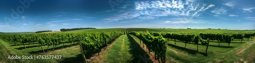 Green field with rows of vines for harvesting. Ripe grapes for the production.