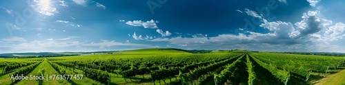 Rows of green vines in a wide field against a blue sky background.