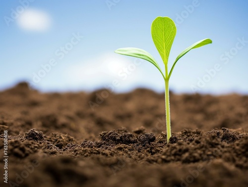 Young Plant Sprouting in Fertile Soil with Sunlight - Symbol of Growth and Eco-Friendly Agriculture