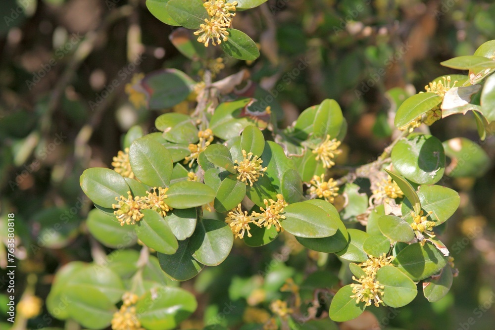 Fototapeta premium Flowers and leaves of Buxus sempervirens in the park in spring