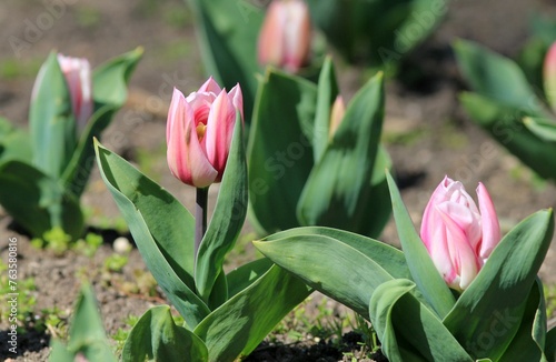 Pink tulips in the park in spring