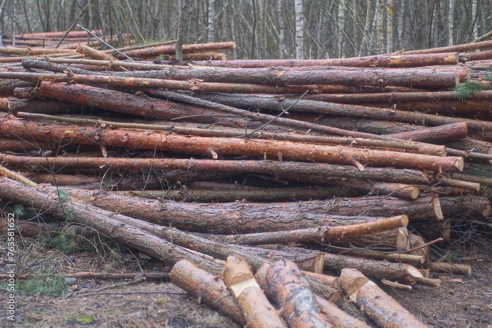 a pile of brown pine tree logs on the ground in the forest a pile of brown pine tree logs on the ground in the forest
