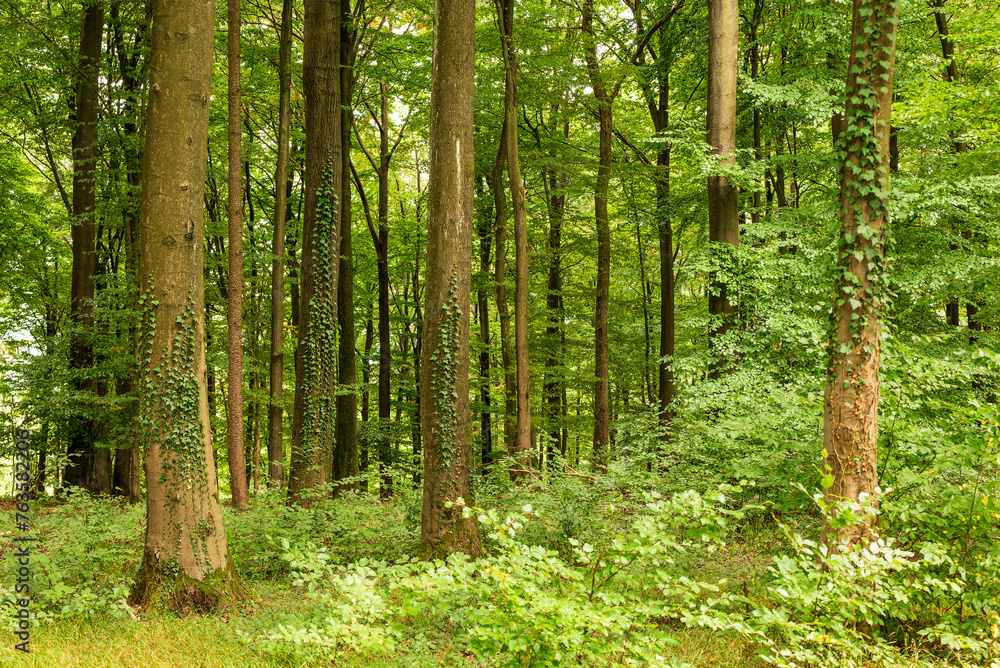 Obraz premium Lush green deciduous forest with loads of common ivy (Hedera helix) climbing up the trunks of huge old beech trees, Beckerberg, Barntrup, Teutoburg Forest, Germany
