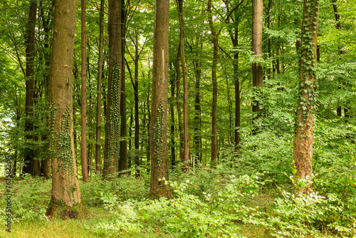 Lush green deciduous forest with loads of common ivy (Hedera helix) climbing up the trunks of huge old beech trees, Beckerberg, Barntrup, Teutoburg Forest, Germany