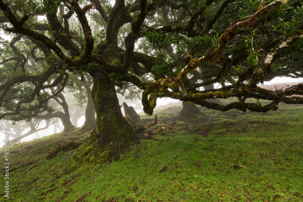 Impressive old stinkwood laurel tree (Ocotea foetens), with twisted branches covered with moss and fern, in the ancient laurel forest of Fanal, Madeira, Laurissilva Nature Reserve Impressive old stinkwood laurel tree (Ocotea foetens), with twisted branches covered with moss and fern, in the ancient laurel forest of Fanal, Madeira, Laurissilva Nature Reserve