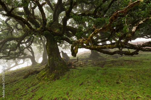 Impressive old stinkwood laurel tree (Ocotea foetens), with twisted branches covered with moss and fern, in the ancient laurel forest of Fanal, Madeira, Laurissilva Nature Reserve