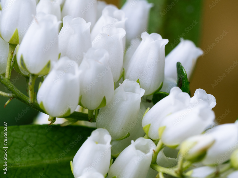 Lily of the valley. Pieris Forest Flame flowers. evergreen shrub with bright red leaves. Hanging white flower buds. Early bloomers