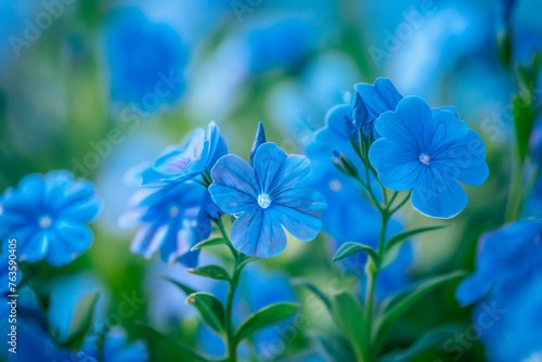 Bunch of blue flowers in grass. Floral background. © Iryna