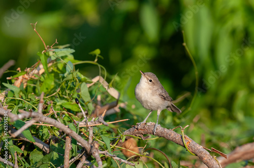 Small songbird on dry twigs. Eastern Olivaceous Warbler, Iduna pallida. photo