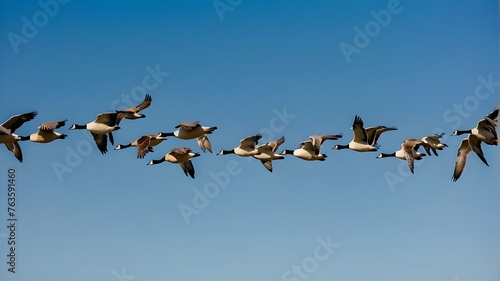 A flock of migrating geese flying in a perfect V formation against a clear blue sky.