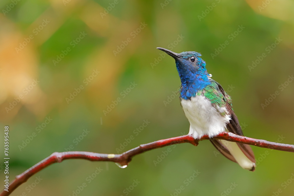 Fototapeta premium White-necked Jacobin (Florisuga mellivora) Ecuator