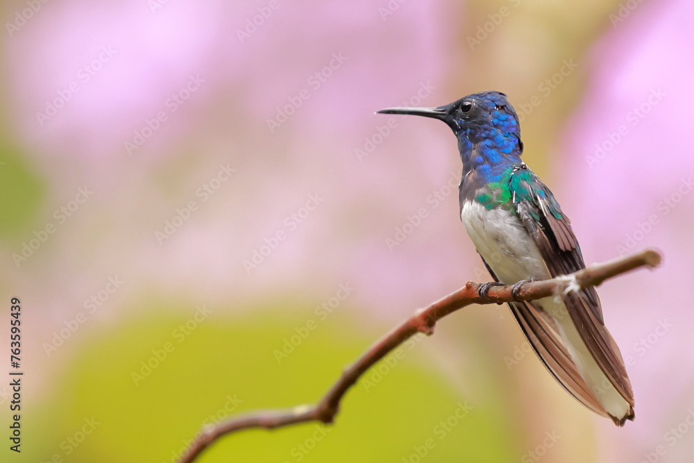 Fototapeta premium White-necked Jacobin (Florisuga mellivora) Ecuator