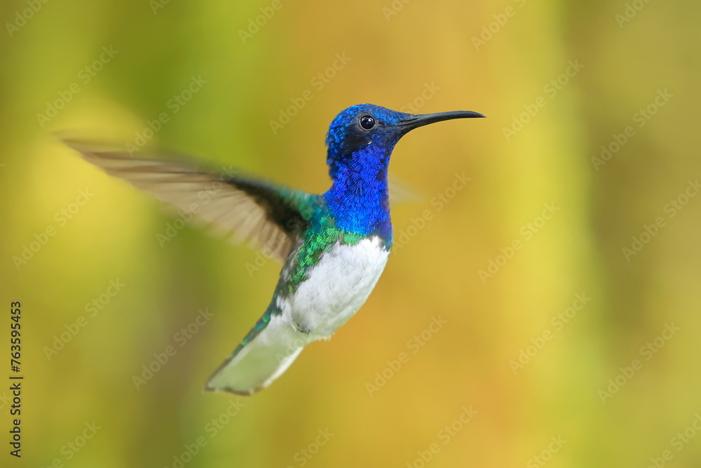 Fototapeta premium White-necked Jacobin (Florisuga mellivora) Ecuator