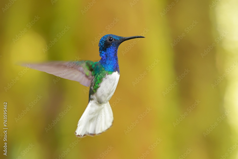Fototapeta premium White-necked Jacobin (Florisuga mellivora) Ecuator