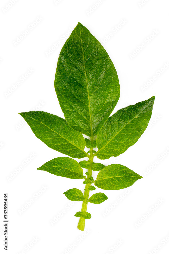 Fototapeta premium Potatoes leaf on the white background