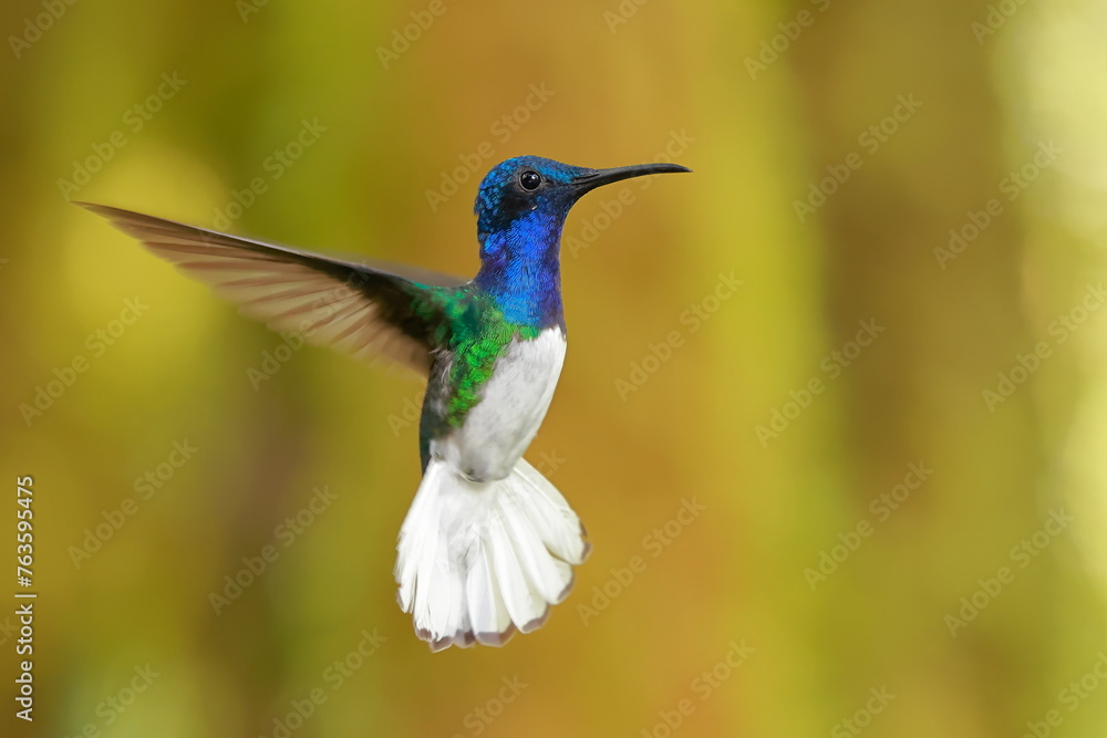 White-necked Jacobin (Florisuga mellivora) Ecuator White-necked Jacobin (Florisuga mellivora) Ecuator