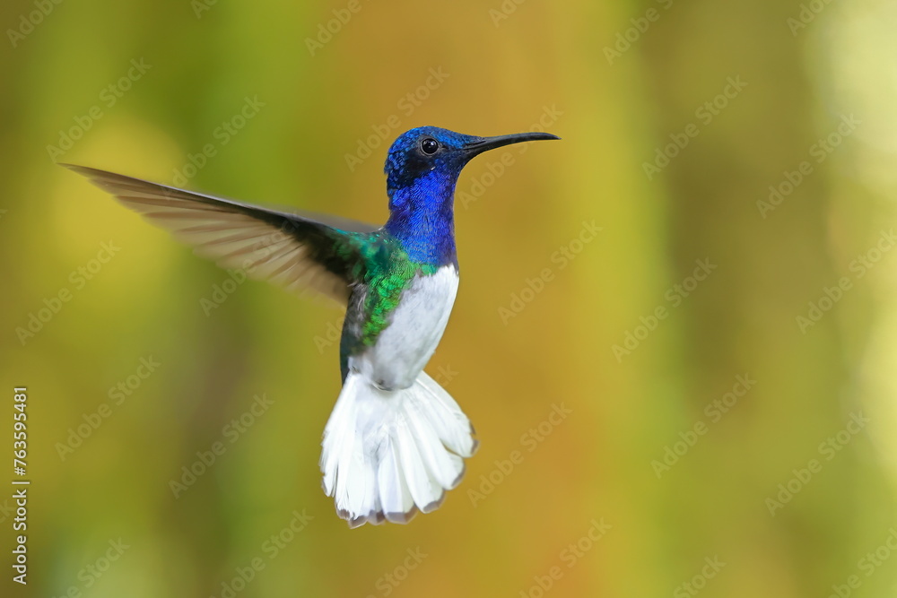 Fototapeta premium White-necked Jacobin (Florisuga mellivora) Ecuator