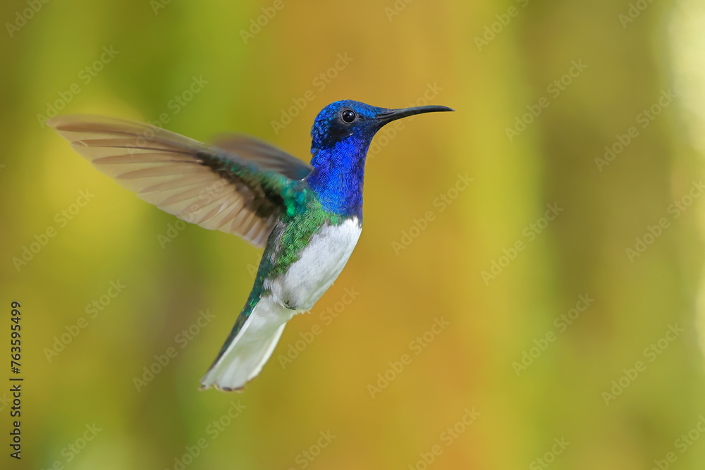 Fototapeta premium White-necked Jacobin (Florisuga mellivora) Ecuator