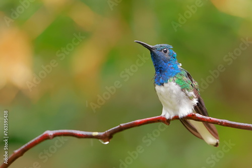 White-necked Jacobin (Florisuga mellivora) Ecuator