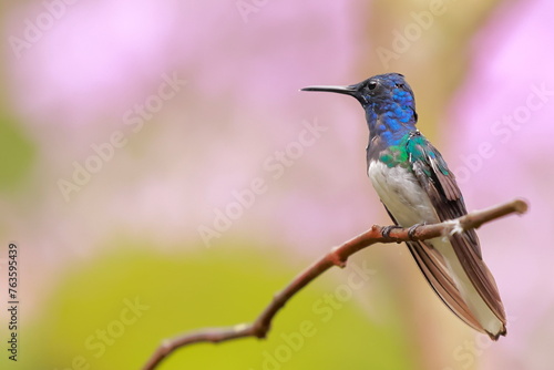 White-necked Jacobin (Florisuga mellivora) Ecuator