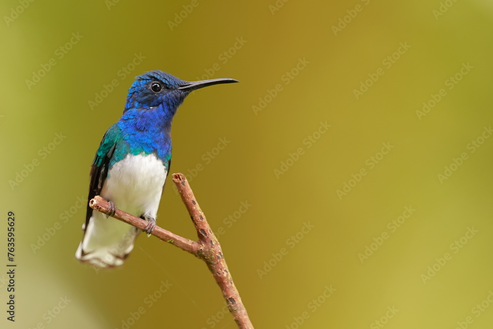 Obraz premium White-necked Jacobin (Florisuga mellivora) Ecuator