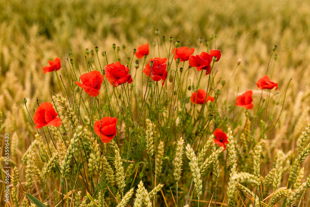 Cluster of red blooming poppy flowers (Papaver rhoeas) amidst a grain field Cluster of red blooming poppy flowers (Papaver rhoeas) amidst a grain field