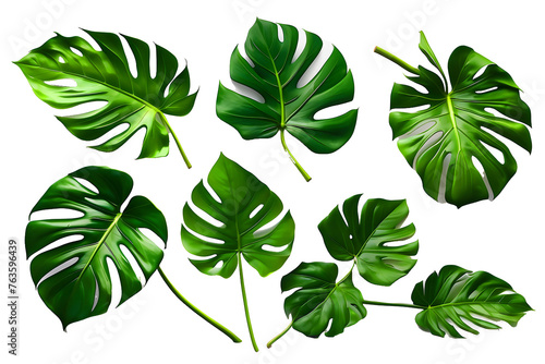 A green monstera palm and tropical plant leaf are isolated on a white background.