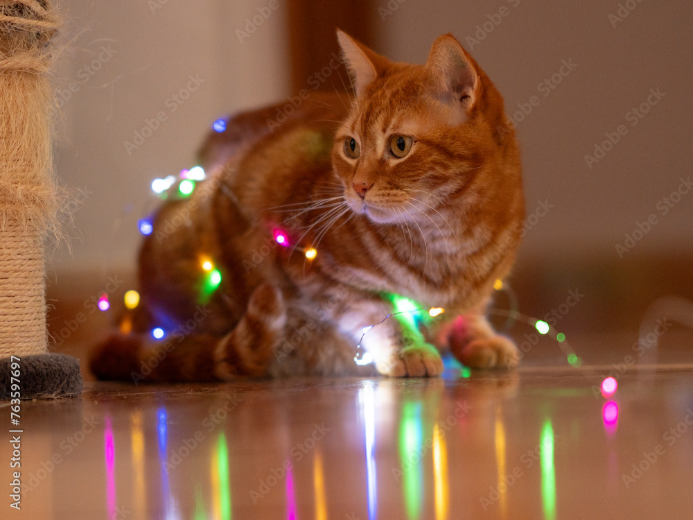 Eyes aglow amidst a sea of luminous magic Eyes aglow amidst a sea of luminous magic