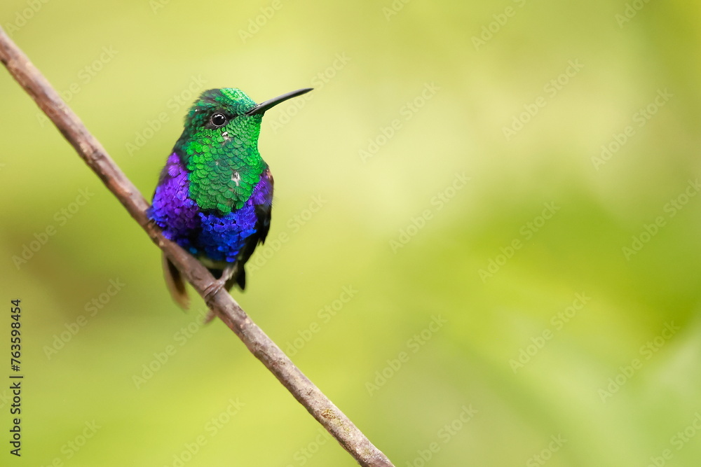 Fototapeta premium Velvet-purple Coronet (Boissonneaua jardini) Ecuador