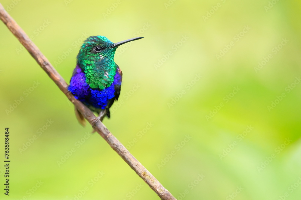 Fototapeta premium Velvet-purple Coronet (Boissonneaua jardini) Ecuador