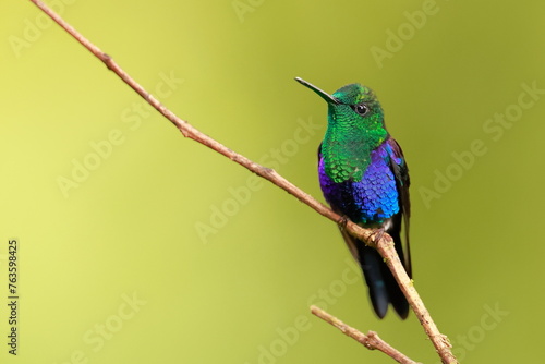 Velvet-purple Coronet (Boissonneaua jardini) Ecuador photo