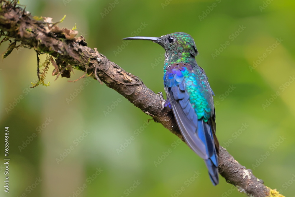 Fototapeta premium Velvet-purple Coronet (Boissonneaua jardini) Ecuador