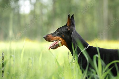 A regal black Doberman dog stands alert with perked ears and a panting smile in a serene outdoor setting. 