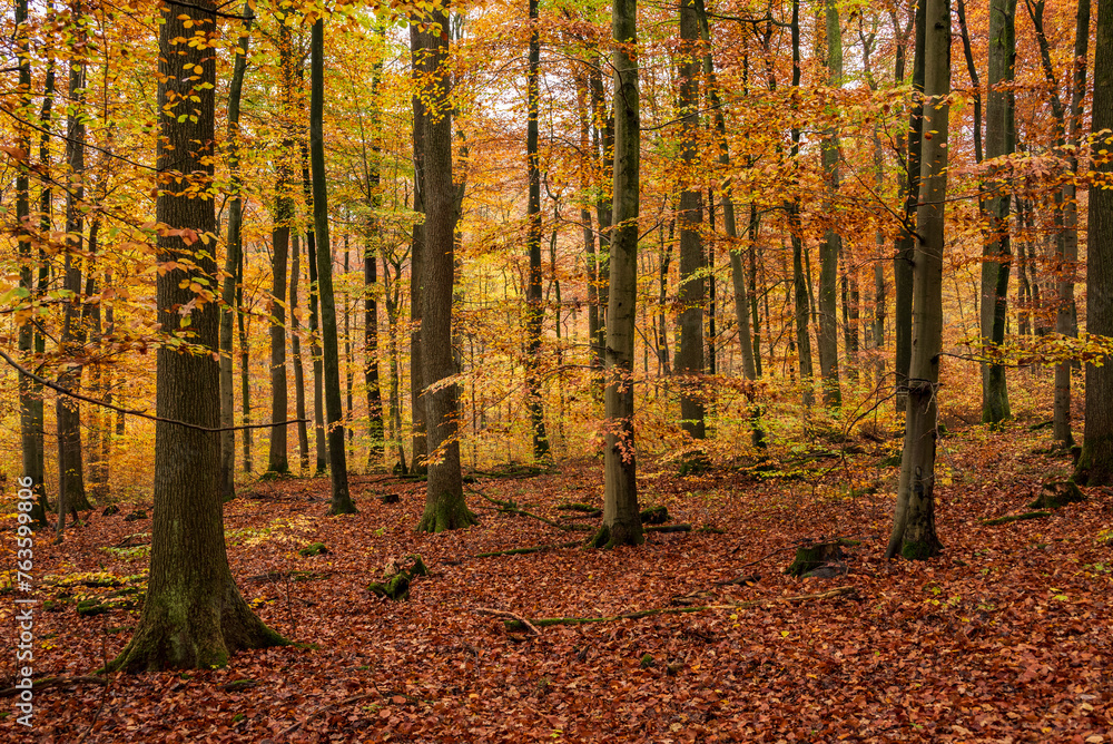 Autumn forest scenery with huge beech trees and fall-colored Foliage, Süntel, Hohenstein Nature Reserve, Weser Uplands, Lower Saxony, Germany Autumn forest scenery with huge beech trees and fall-colored Foliage, Süntel, Hohenstein Nature Reserve, Weser Uplands, Lower Saxony, Germany