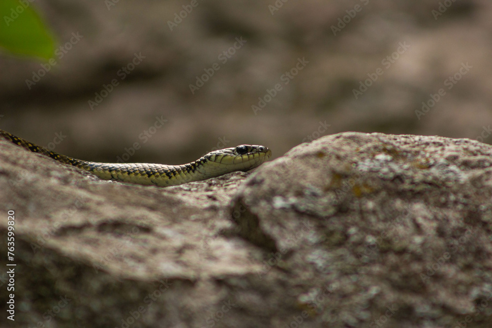 Fototapeta premium snake on the rocks