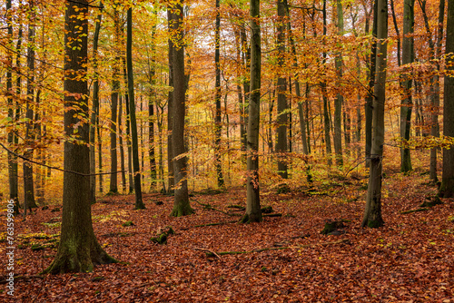 Autumn forest scenery with huge beech trees and fall-colored Foliage, Süntel, Hohenstein Nature Reserve, Weser Uplands, Lower Saxony, Germany
