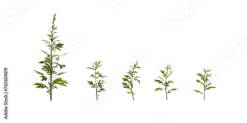 plant isolated on white background © Uyen