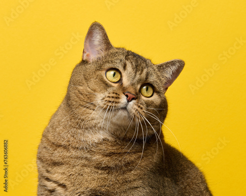 Fototapeta Naklejka Na Ścianę i Meble -  A cute adult straight-eared Scottish breed gray cat