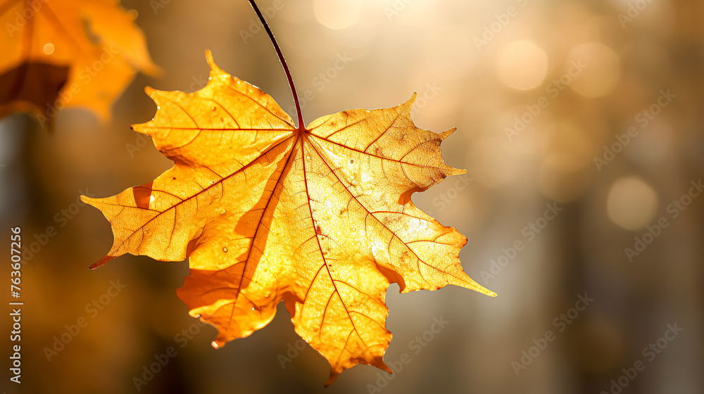 A leaf is hanging from a tree branch. The leaf is yellow and has a few drops of water on it A leaf is hanging from a tree branch. The leaf is yellow and has a few drops of water on it