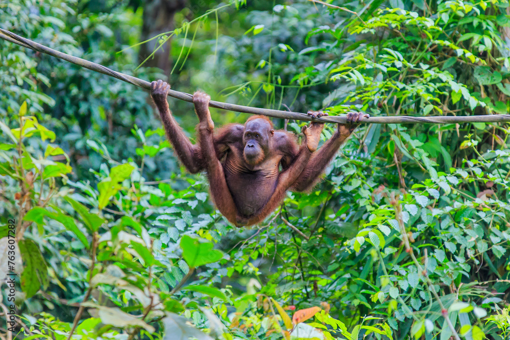 orangutans or pongo pygmaeus is the only asian great found on the island of Borneo and Sumatra