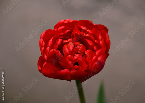 tulip Miranda isolated against a black background